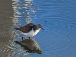 A common sandpiper or Actitis hypoleucos looking for food in the current of a river
