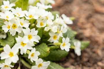 Obraz premium Primula Vulgaris. Spring white primrose flowers in garden. Floral background. Selective focus