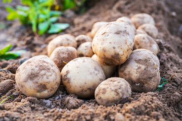 Pile of organic potatoes in field.Harvesting organic potatoes.