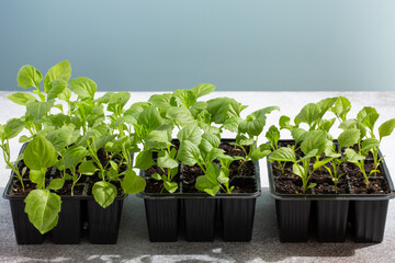Seedling of garden flowers. Young plants of aster in plastic flower pots on light blue background. Gardening concept.