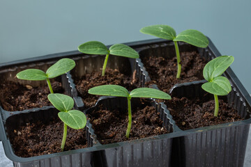 Seedling of vegetables. Young plants of cucumber in plastic flower pots on light blue background. Gardening concept.