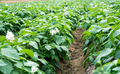 potato plant in the field.