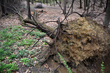 Storm damage. Trees in the forest after a storm.