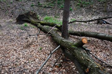 Storm damage. Trees in the forest after a storm.