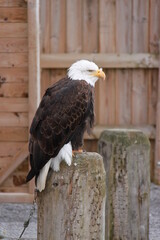 a bird of prey sits on a stake