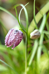 A single snake's head fritillary in a wildflower meadow