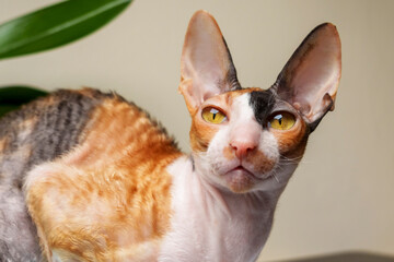 Funny purebred Cornish rex cat
