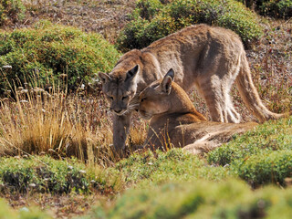 Puma