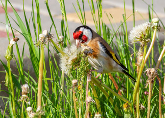 European goldfinch, Carduelis carduelis. Bird eats dandelion seeds