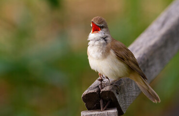 Great reed warbler, Acrocephalus arundinaceus. A bird sings on the railing of a bridge by the river