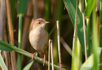 Savi's warbler, Locustella luscinioides. A bird sits on a reed stalk on a riverbank