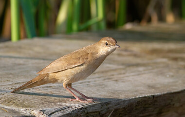 Savi's warbler, Locustella luscinioides. A bird sits on a wooden bridge on the riverbank
