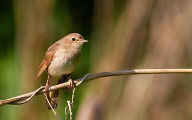 Thrush nightingale, Luscinia luscinia. A bird sits on a reed stalk on a riverbank