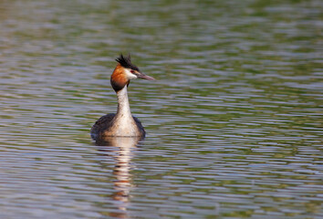 Great crested grebe, Podiceps cristatus. A bird sails the river in the morning sunlight