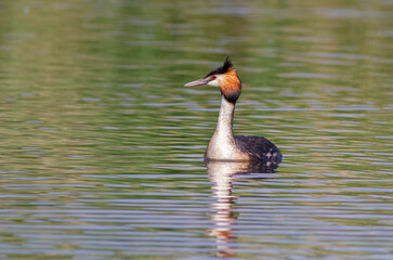 Great crested grebe, Podiceps cristatus. A bird sails the river in the morning sunlight