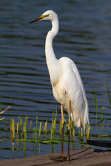 Great egret, Ardea alba. A bird stands on the riverbank waiting for prey