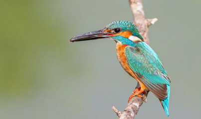 Сommon kingfisher, Alcedo atthis. The male catches a fish and brings it to the nest