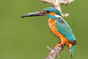 Сommon kingfisher, Alcedo atthis. A male bird with his prey sits on a branch by the nest