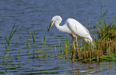 Great egret, Ardea alba. A beautiful bird standing on the bank of a river holding a fish in its beak