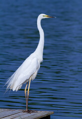Great egret, Ardea alba. A bird stands on the edge of a bridge on the riverbank