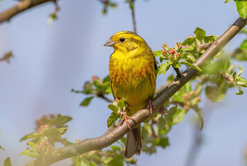 Yellowhammer, Emberiza citrinella. A bird sits on a branch