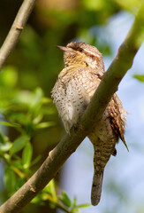 Eurasian wryneck, Jynx torquilla. A bird sits on a branch