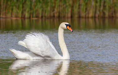 Mute swan, Cygnus olor. The male bird swims proudly down the river