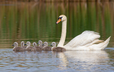 Mute swan, Cygnus olor. A bird with small chicks floats down a river