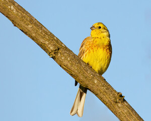 Yellowhammer, Emberiza citrinella. A bird sits on a branch