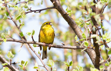 Yellowhammer, Emberiza citrinella. The male bird sings while sitting on a beautiful branch