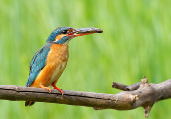 Сommon kingfisher, Alcedo atthis.A bird holding a fish in its beak, sitting on a branch