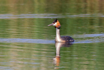 Great crested grebe, Podiceps cristatus. A bird floats on the morning river