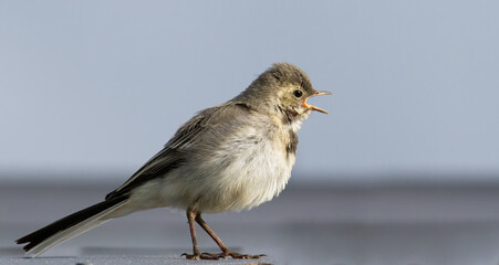 White wagtail, Motacilla alba. A young bird singing