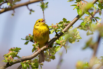 Yellowhammer, Emberiza citrinella. The male bird sings while sitting on a beautiful branch