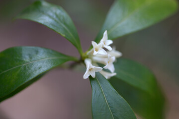 コショウノキの花