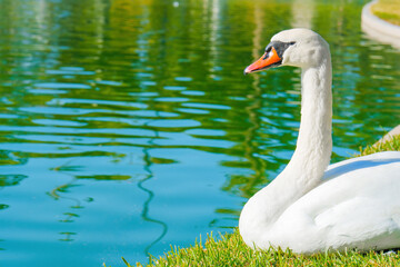 Obraz premium Graceful White Swan Rests by the Lake