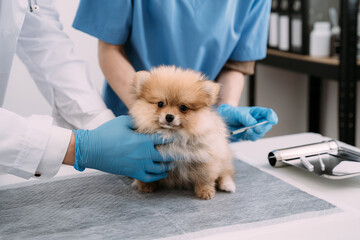 Veterinary laboratories - Injection dogs.