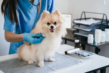 Examine the veterinarian's breath in work clothes, listen to the breath of a small dog, veterinary clinic, pet care concept.