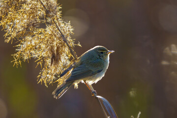 Small bird perched on green forest branch