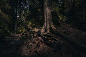 Adršpach Rocks - Adršpach-Teplice Rocks Nature Reserve, Czech Republic - adventure path in forest, monumental tree