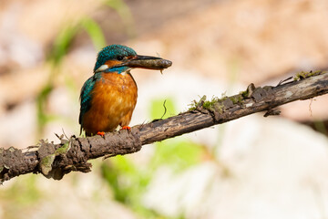 Eisvogel