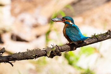 Eisvogel