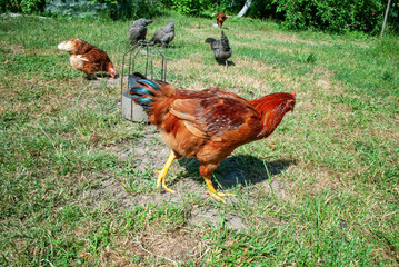 Brown hen walking free on green meadow. Chicken feeding in summer garden