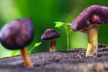 mushroom in the forest
