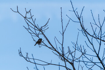 Small bird perched on green forest branch
