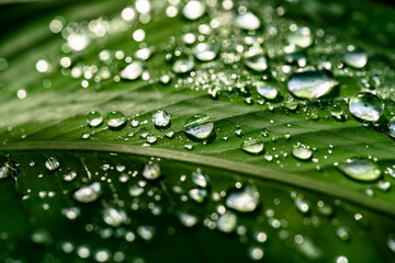 waterdrop, droplets, leaf