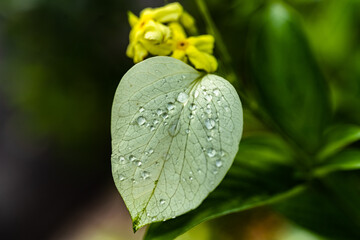 Droplets, Flowers