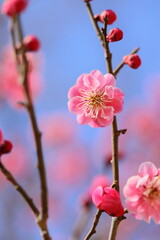 八重咲きの紅梅のクローズアップ