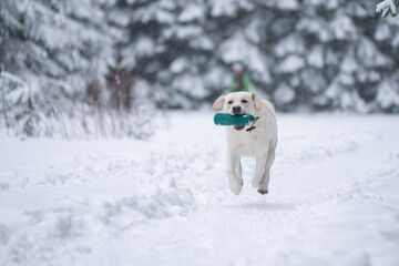 Labrador retriever carrying a training dummy during training in winter