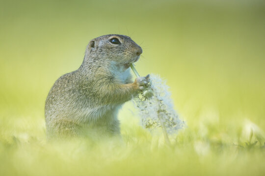 Spermophilus Bilder Durchsuchen 6,034 Archivfotos, und